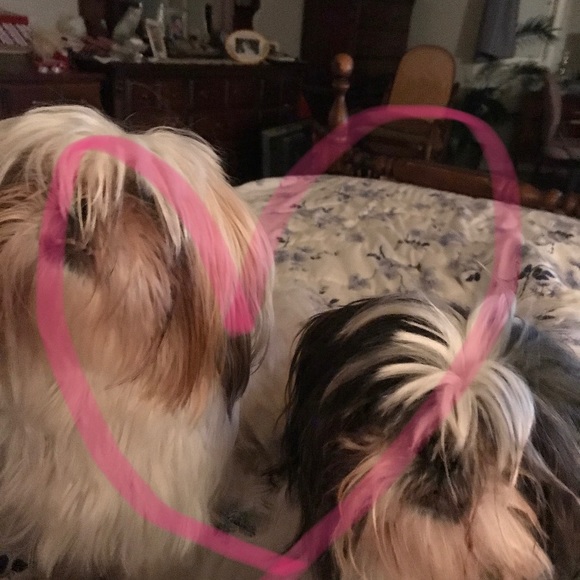 Meet your Posher, Keira - Picture 1 of 1